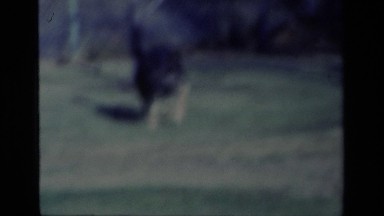 1977: german shepherd picking up a ball and running with it towards the camera
