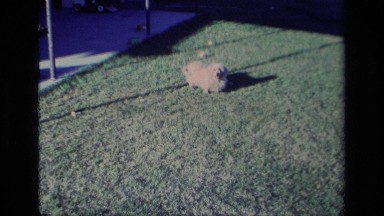 1977: a brown happy dog walking in the grass ALISO VIEJO CALIFORNIA