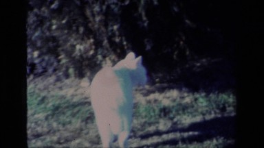 1977: a little white cat wandering around outside ALISO VIEJO CALIFORNIA