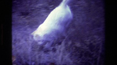 1977: cat pouncing while in tall grass ALISO VIEJO CALIFORNIA
