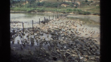 1984: a large flock of birds are walking around on wet sand HONG KONG