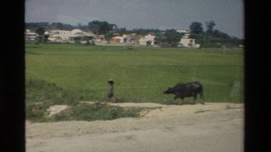 1984: Man Walking Cow in Grassy Field with Animal Enjoying Water in Hong Kong