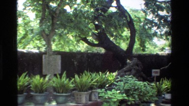 1984: A Stone Wall Encloses a Garden Containing Potted Plants