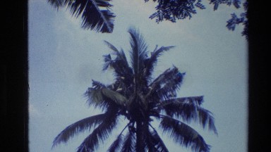 1984: Birds Sitting on a Palm Tree in Thailand