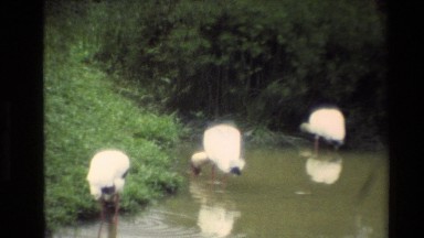 1984: A Group of White Swans Walking in Water Searching for Food, Thailand