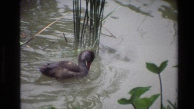 1984: Many Ducks Swimming in Calm Water with Plants Around Thailand