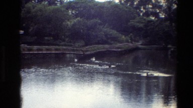 1984: Geese and Swans in a Pond with Wooden Walkway Adjacent Thailand