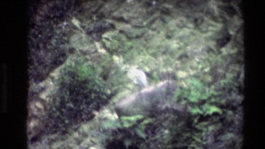 1984: a view of the wilderness with a bird walking uphill THAILAND