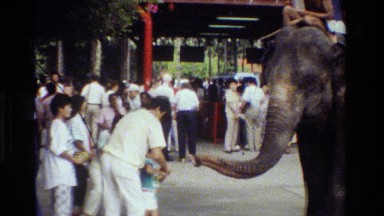 1984: an elephant reaches its trunk out to grab something from a person's hand