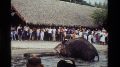 1984: elephant lifting the weight THAILAND