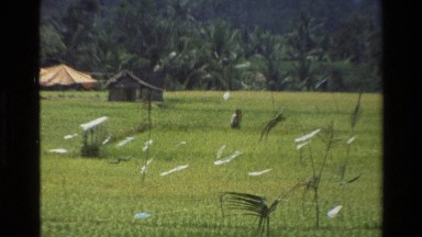 1984: The Man Properly Maintained His Agricultural Work and Land in Cambodia
