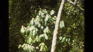 1984: A Large Group of Plants in Singapore