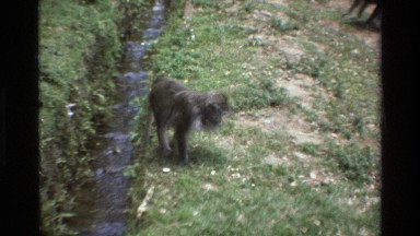 1984: Monkey in the Stream Singapore