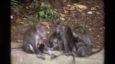 1984: three monkeys and two babies sitting on a rock wall SINGAPORE