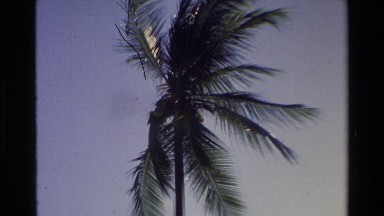 1984: Palm Tree Blowing in the Wind Against a Beautiful Azure Backdrop.