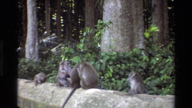 1984: three monkeys and two babies sitting on a rock wall SINGAPORE