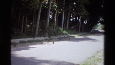 1984: squirrels in the road SINGAPORE
