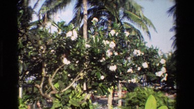 1984: Flower Blossom Reminding of Summer in Singapore