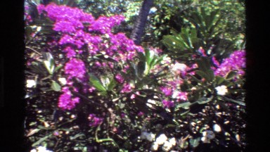 1984: pink beauty of nature SINGAPORE
