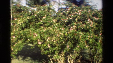 1984: the large area of land is covered by number of flower plants SINGAPORE