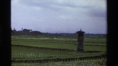 1984: thousands of shoots stick up in a rice field SINGAPORE