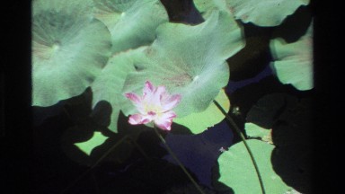 1984: a flower moves in the breeze with other plants SINGAPORE