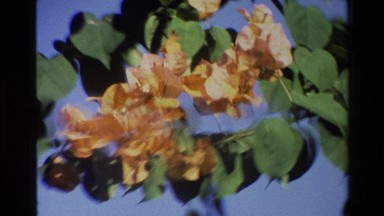 1984: a close up that shoots to a bunch of different shots of flowers
