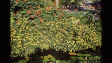 1984: Yellow and Orange Blossoms in Singapore