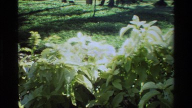 1984: plants with white leaves in a landscaped area SINGAPORE