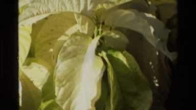1984: a large plant with yellowish leaves with no one around SINGAPORE