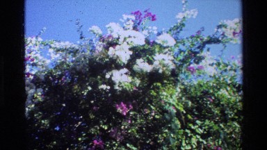 1984: Flowering Plants in a Large Open Area in Singapore
