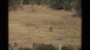 1983: Overhead Visual Survey of a Forest Clearing in Kilaguni, Kenya