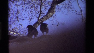 1983: Two Large Black Birds Sit Together on a Crooked Branch KILAGUNI KENYA