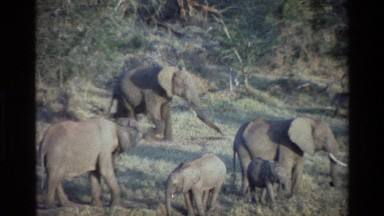 1983: elephants wandering around in the wild KILAGUNI KENYA