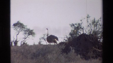 1983: a group of ostriches walk together in the distance KILAGUNI KENYA
