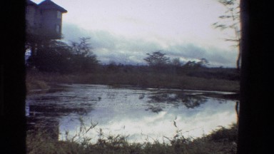 1983: scene of a big duck drinking water from a lake