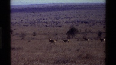 1983: herd of african ungulates on the savanna KILAGUNI KENYA
