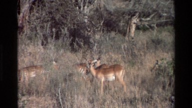 1983: Deer-Type Ungulates Walking Across Savanna Kilaguni Kenya