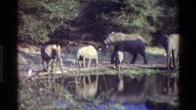 1983: Big Elephant Walking Along Riverbank in Kilaguni Kenya