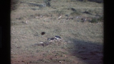1983: Animals Foraging on a Field in Kilaguni, Kenya