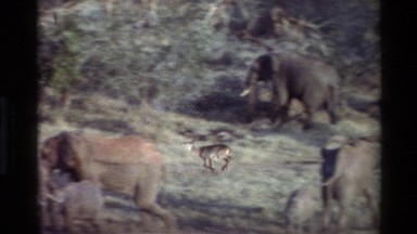 1983: Wild Animals Gather and Eat in Kilaguni, Kenya
