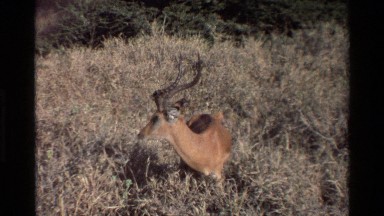 1983: View of Wildlife in a Dry Grassland at Kilaguni, Kenya