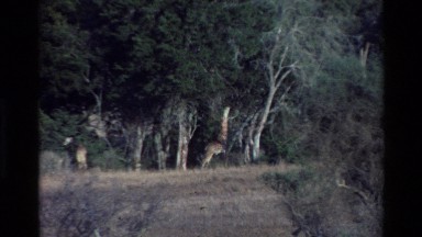 1983: Giraffes Feasting on Fresh Green Leaves from Tall Trees in the Wild