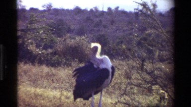 1983: a bird adjusts its feathers on a sunny day KILAGUNI KENYA
