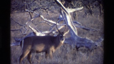 1983: a deer standing in the forest in front of a log statue. KILAGUNI KENYA