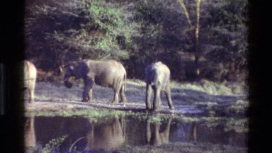 1983: Elephants in the Wild Standing by Water at Kilaguni, Kenya
