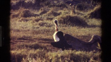 1983: large bird in an area eating and sitting KILAGUNI KENYA