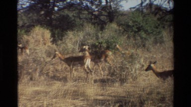1983: herd of african ungulates on the savanna KILAGUNI KENYA