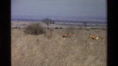 1983: number of wild animals searching for a food in the middle of the field