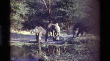 1983: a small herd of elephants are walking to a lake to drink KILAGUNI KENYA